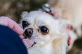 Portrait of cute small dog chihuahua, getting reward from hand