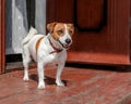 Portrait of cute small dog jack russel terrier standing outside on wooden porch of old house near open door at summer Royalty Free Stock Photo