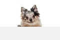 Portrait of cute small dog, Pomeranian spitz attentively looking at camera isolated over white background Royalty Free Stock Photo