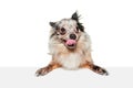 Portrait of cute small dog, Pomeranian spitz isolated over white background. Funny looking puppy Royalty Free Stock Photo