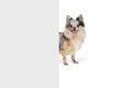 Portrait of cute small dog, Pomeranian spitz looking out the corner isolated over white background Royalty Free Stock Photo