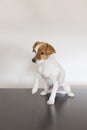 portrait of a cute small dog sitting on a table over white background. Pets indoors Royalty Free Stock Photo