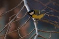 Cute small Great Tit resting on a twig looking at the camera