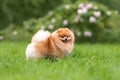 Portrait of cute small orange pomeranian spitz dog walking on green grass