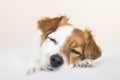 Portrait of a cute small white and brown dog sitting on bed with eyes closed, he is feeling tired or sleepy. Pets indoors. White Royalty Free Stock Photo