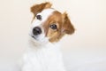 portrait of a cute small white and brown dog sitting on bed and looking at the camera. Pets indoors. White background Royalty Free Stock Photo