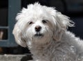 Portrait of a Maltese dog Royalty Free Stock Photo