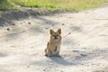 Portrait of a cute small yellow pekinese dog, leashed on a dusty country road.