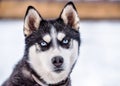 Portrait of cute smart husky