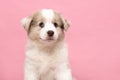 Portrait of cute smiling australian shepherd puppy looking at the camera on a pink background