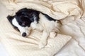 Portrait of cute smilling puppy dog border collie lay on pillow blanket in bed. Do not disturb me let me sleep. Little dog at home