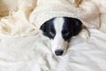 Portrait of cute smilling puppy dog border collie lay on pillow blanket in bed. Do not disturb me let me sleep. Little dog at home