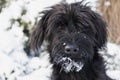 Portrait of cute snowy Schnauzer dog puppy