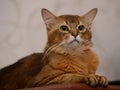 Portrait of a cute somali cat Royalty Free Stock Photo