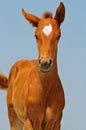 Portrait of cute sorrel foal