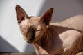 Portrait of cute sphynx cat with sunlight