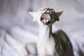 Portrait of a cute Sphynx cat yawning Royalty Free Stock Photo