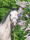 Portrait of cute sportive grey horse near lilac