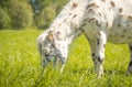 Cute spotted pony eating grass in green meadow in summer