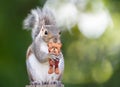 Portrait of a cute squirrel holding a Teddy Bear toy Royalty Free Stock Photo