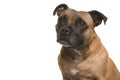 Portrait of a cute Stafford Terrier looking away isolated on a white background