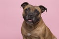 Portrait of a cute Stafford Terrier looking at the camera with tongue sticking out on a pink background