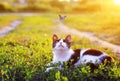 Portrait of a cute striped cat lying in the grass in a Sunny meadow and looking at a beautiful little blue butterfly flying