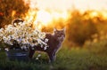 Portrait of a cute striped cat strolling in the garden next to a bouquet of daisies on a bright background the setting sun