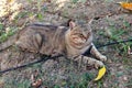 Portrait of cute and sweet domestic multicolored playful cat enjoying in fun and game, resting in beautiful garden on nice day.