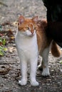 Portrait of cute and sweet domestic multicolored playful cat enjoying in fun and game, resting in beautiful garden on nice day.