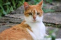 Portrait of cute and sweet domestic multicolored playful cat enjoying in fun and game, resting in beautiful garden on nice day.