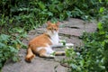 Portrait of cute and sweet domestic multicolored playful cat enjoying in fun and game, resting in beautiful garden on nice day.