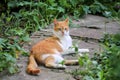 Portrait of cute and sweet domestic multicolored playful cat enjoying in fun and game, resting in beautiful garden on nice day.