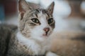 Portrait of a cute tabby cat with green eyes lying on the ground Royalty Free Stock Photo