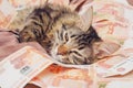 Portrait of a cute tabby cat lying in a pile of five thousandth bills. Soft focus. Focus on the eyes