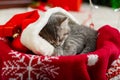 Portrait cute tabby kitten with christmas hat balls gift Xmas decor. Santa Claus hat on pretty Baby cat. Christmas cat sleeping Royalty Free Stock Photo