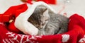 Portrait cute tabby kitten with christmas hat balls gift Xmas decor. Santa Claus hat on pretty Baby cat. Christmas cat sleeping Royalty Free Stock Photo