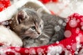 Portrait cute tabby kitten in christmas hat with blur snow lights. Santa Claus hat on pretty Baby cat. Christmas cat sleeping lies Royalty Free Stock Photo