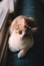 Portrait of a cute tabby kitten lying down looking at camera with an expression of curiousity Royalty Free Stock Photo