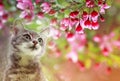 Portrait a cute tabby kitten sits among the blooming pink branches of an Apple tree in a Sunny may garden Royalty Free Stock Photo