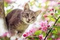 Portrait a cute tabby kitten sits among the blooming pink branches of an Apple tree in a Sunny may garden Royalty Free Stock Photo