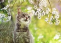 Portrait a cute tabby kitten sits on the branches of a cherry tree with white flowers in a Sunny may garden Royalty Free Stock Photo