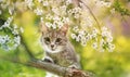 portrait a tabby kitten sits on the branches of a cherry tree with white flowers in a Sunny may garden Royalty Free Stock Photo