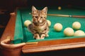 Portrait of a cute tabby kitten sitting on a pool table with balls and a cue. Indoors from low angle view