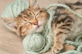 Portrait of a cute tabby kitten sleeping next to balls of woolen thread Royalty Free Stock Photo