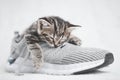 Portrait of a cute tabby kitten sleeping in shoes Royalty Free Stock Photo