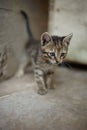 Portrait of a cute tabby little kitten outdoors. Domestic lovely cat. Charming baby animal Royalty Free Stock Photo
