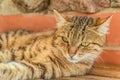 Portrait of cute tabby street cat