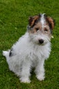 Young fox terrier sits in the meadow Royalty Free Stock Photo