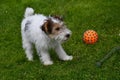 Young fox terrier plays with his toy in the meadow Royalty Free Stock Photo